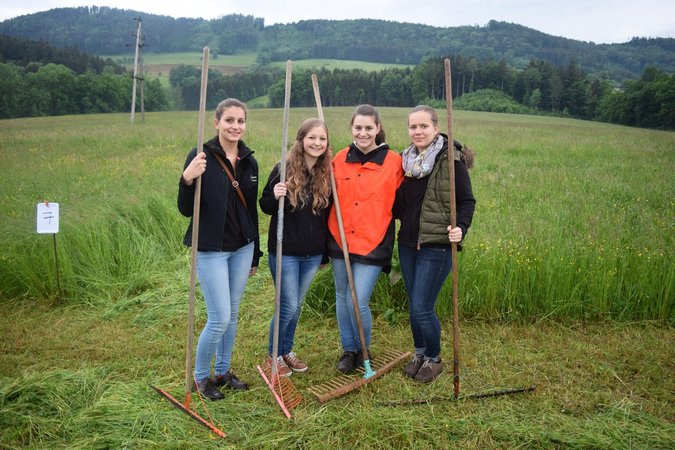 Sprengelsensenmähen - Lj Hainfeld