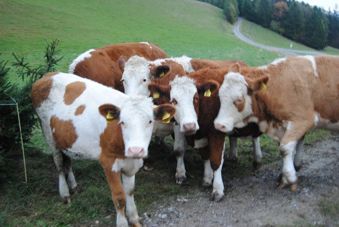 Vorstandfotos - Lj St. Veit