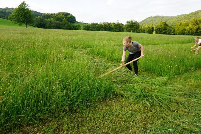 Sprengelsensenmähen - Lj Hainfeld
